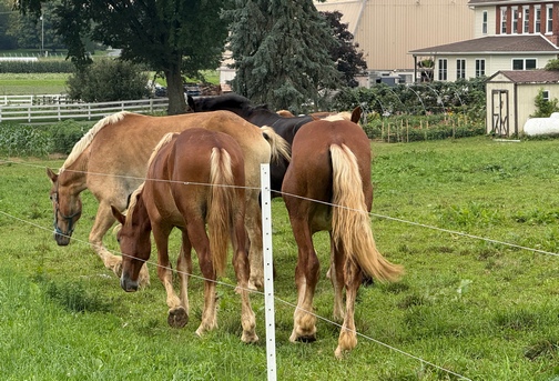 Amish work horses in pasture