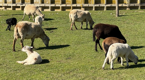 Brubaker Farms sheep