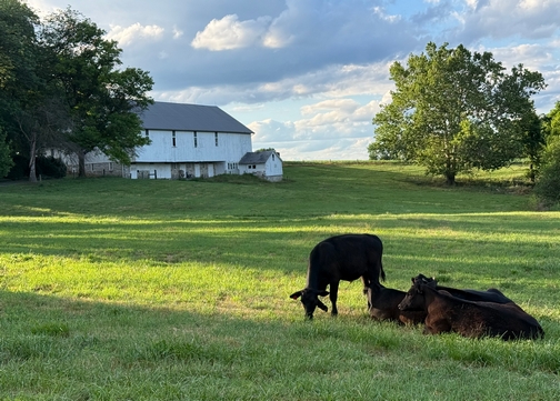 Calves laying in green pasture