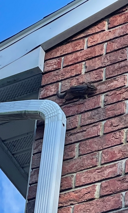 Chipmunk on brick house