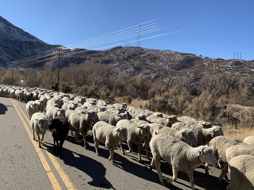 Sheep in Colorado