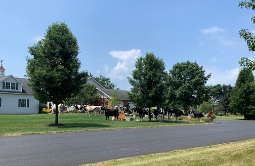 Cows on Ken and Audrey's lawn