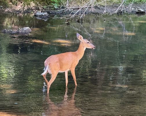 Deer in Little Chiques Creek