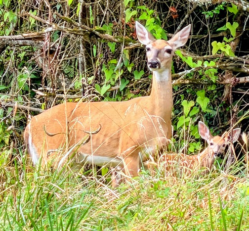 Doe and fawn (taken by Nick)