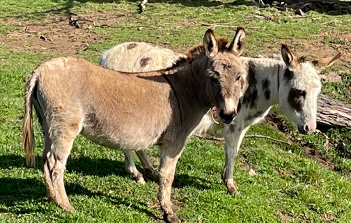 Donkeys in Lebanon County pasture