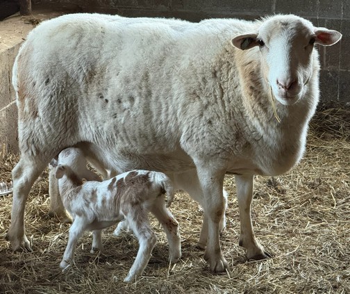 Ewe with lambs