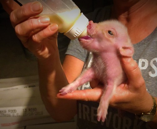 Brooksyne feeding baby piglet