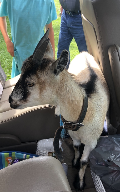 George the goat in van, Lancaster County, PA 8/8/19