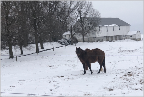 Gibble Road horses in snow 3/1/19 (Click to enlarge)