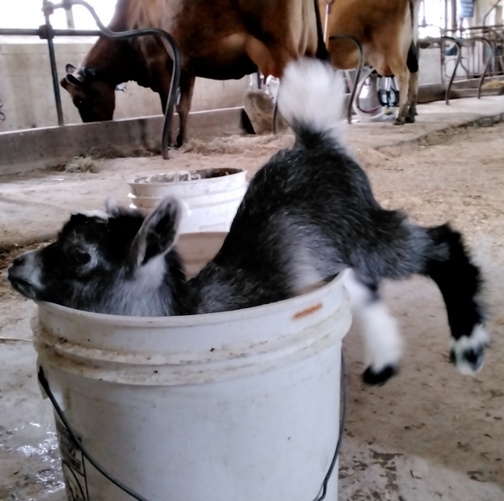 Goat in milk bucket on the Old Windmill Farm