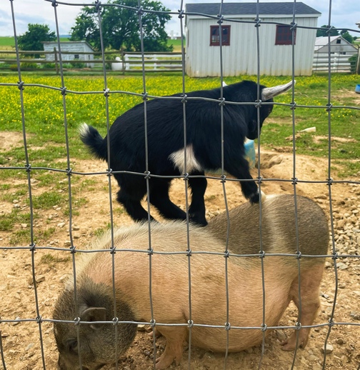 Goat on pig's back