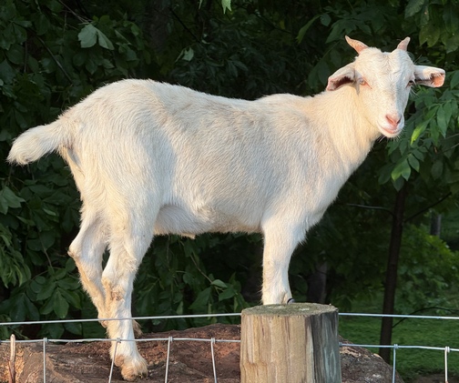 Goat on Trout Run Road