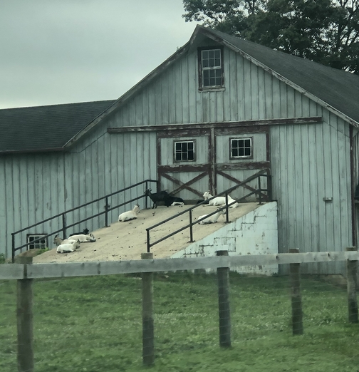 Strasburg Pike goats