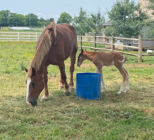 Horse and foal