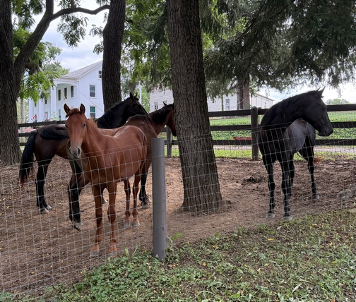 Horses at Donegal Mansion