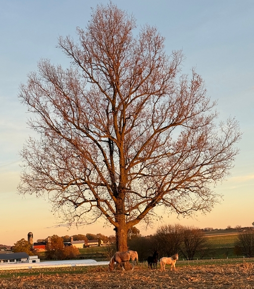 Horses under tree