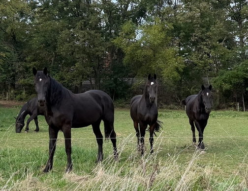 Horses