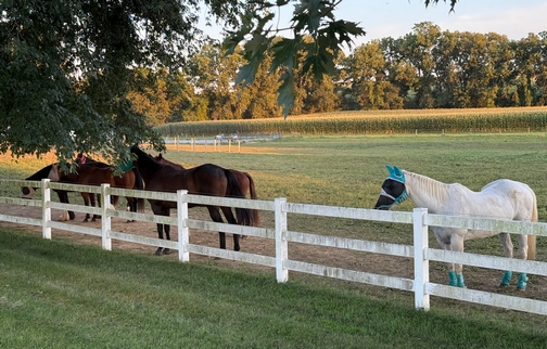 Horses on Trout Run Road