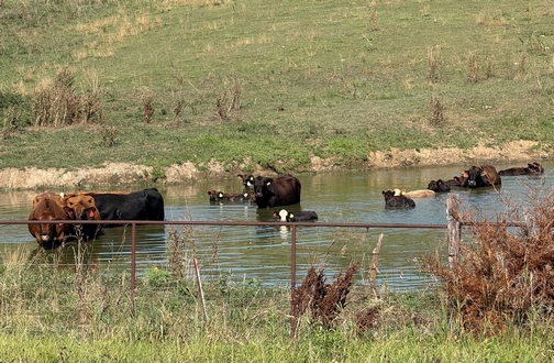 Hot cows in Nebraska