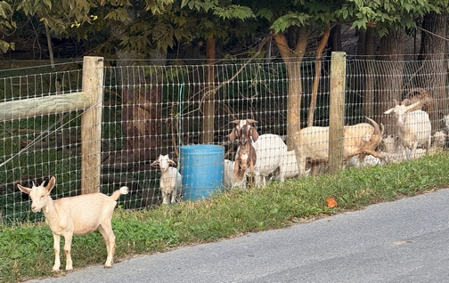 Kid goat in greener grass
