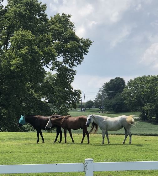 Horses in Lancaster County