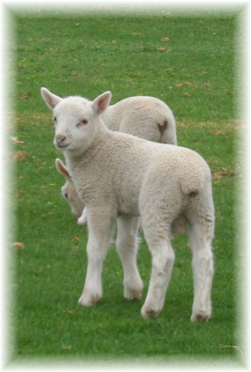 Lancaster County lambs