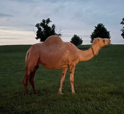 Lancaster County camel