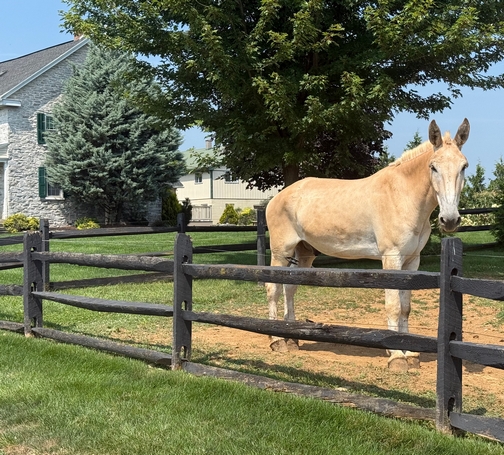 Lancaster County horse
