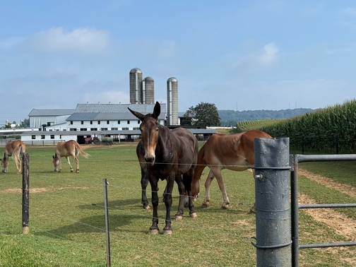 Lancaster County horses
