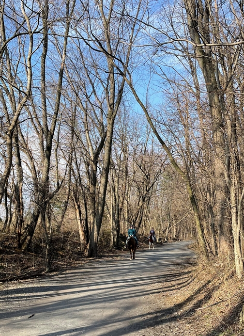 Horses on Lancaster Junction trail