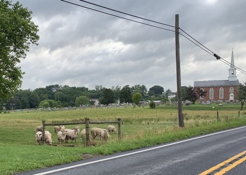 Lebanon County sheep 6/25/19
