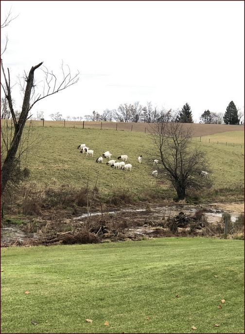 Sheep in Lebanon County 11/27/18 (Click to enlarge)