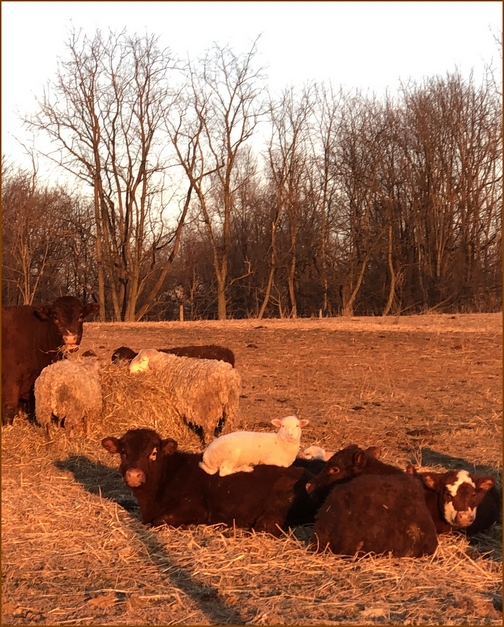 Mount Joy lamb on cow 2/19/19 Click to enlarge