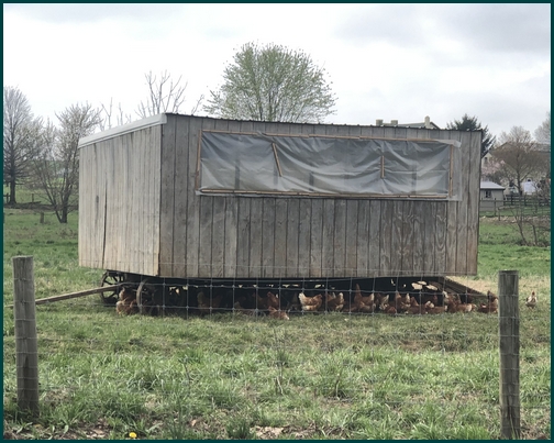 Movable chicken coop 4/18/19