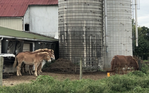 Mules cooling by fans in Lancaster County