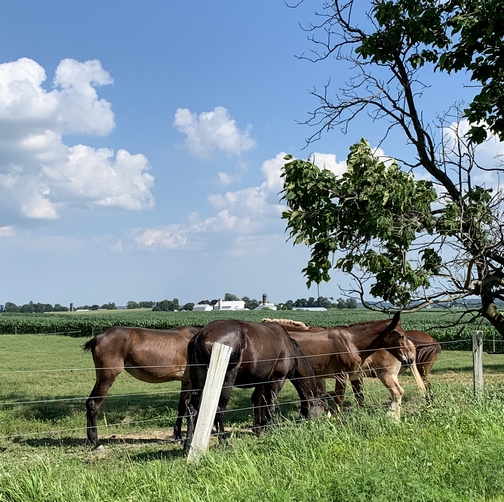 Mules 7/14/19