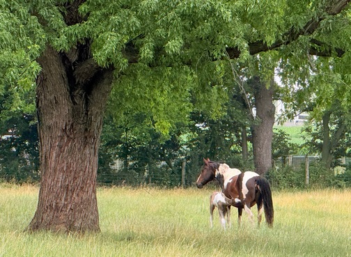 Newborn foal on Old Windmill Farm
