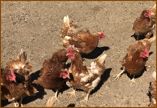 Old Windmill Farm barnyard chickens 3/31/19