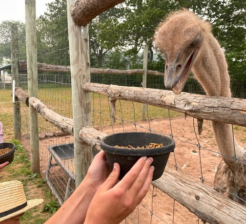 Ostrich feeding