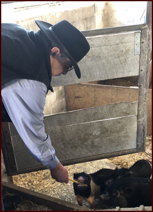 Feeding pigs in Amish barn 1/6/19