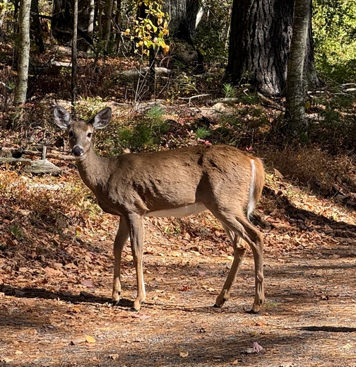 Pocono deer
