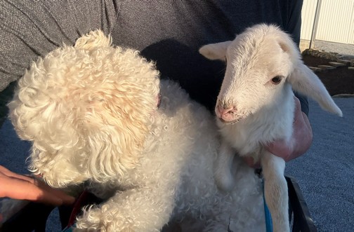 Rosie and rejected lamb Rosie and rejected lamb