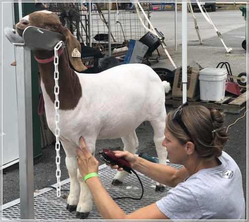 Schuylkill County Fair goat shearing7/31/18