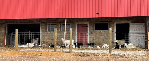 Sheep and lambs in pen, Lancaster County