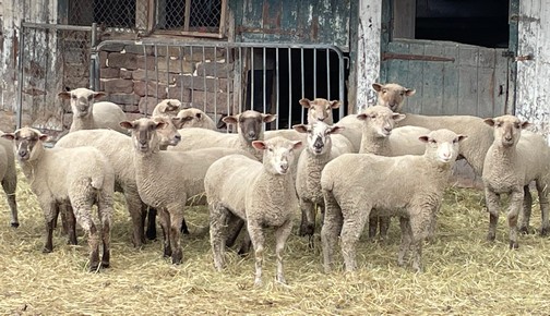 Sheep in pen, Lebanon County