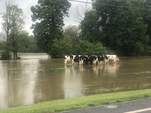 Swatara Creek cows 6/20/19 (Click to enlarge)