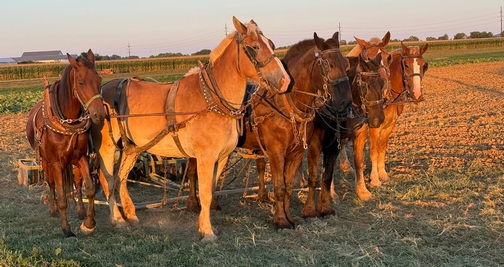 Team horses on Kraybill Church Road