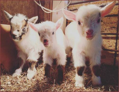 Triplet goats, photo by Regina Martin