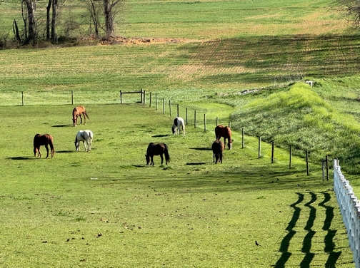 Horses on Trout Run Road