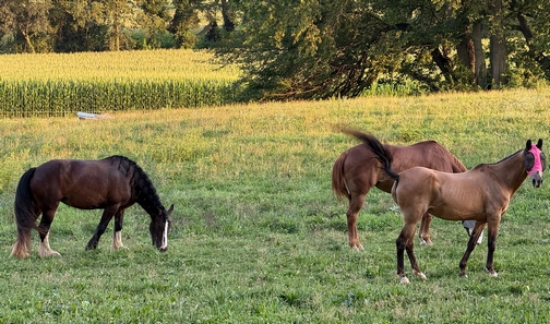 Horses along Trout Run Road
